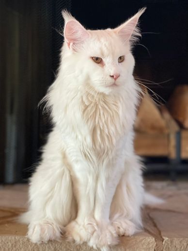 Maine coon for sale