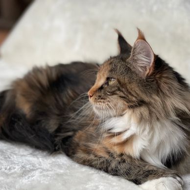 Maine coon for sale