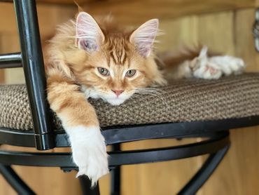 Maine coon for sale