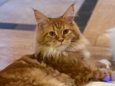 Maine coon for sale