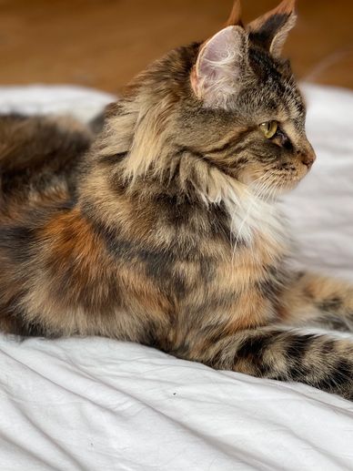 Maine coon for sale