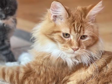 Maine coon for sale