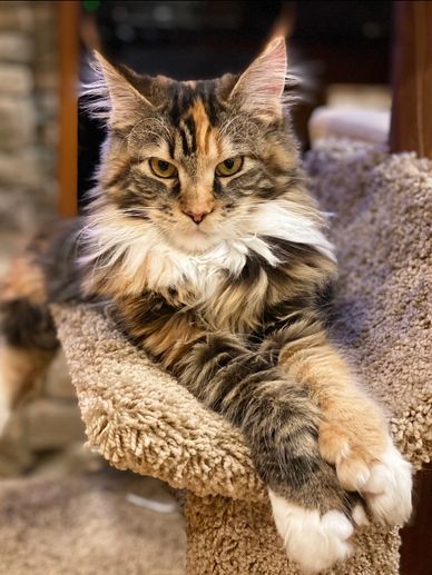 Maine coon for sale