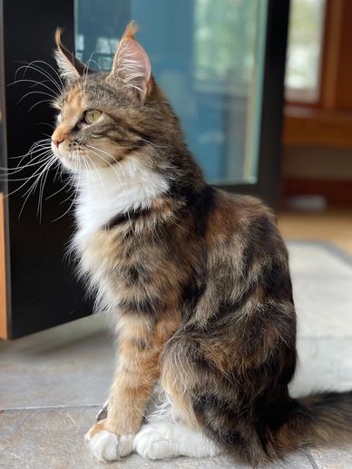 Maine coon for sale