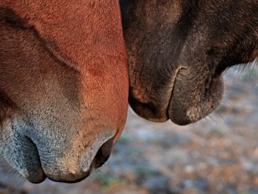 two horses muzzles touching