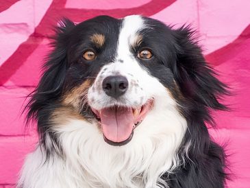 Border Collie against pink mural