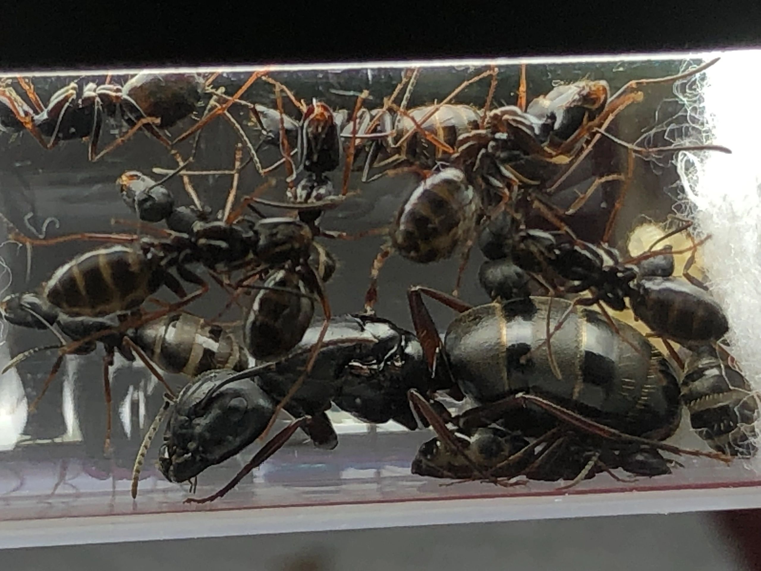 Entomologists Why Are Honey Pot Ants Not Farmed For Honey, 46 OFF