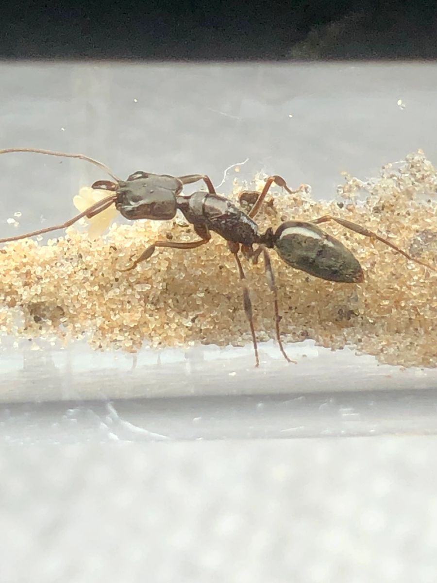 RARE East Coast Trap Jaw QUEEN