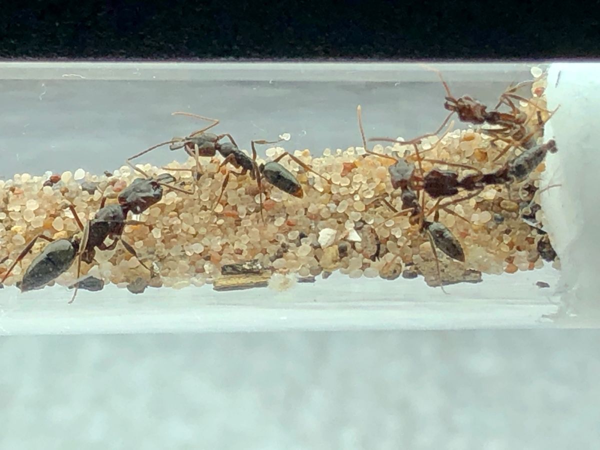 RARE Trap Jaw Colony 46 Workers Queen Ant Colony
