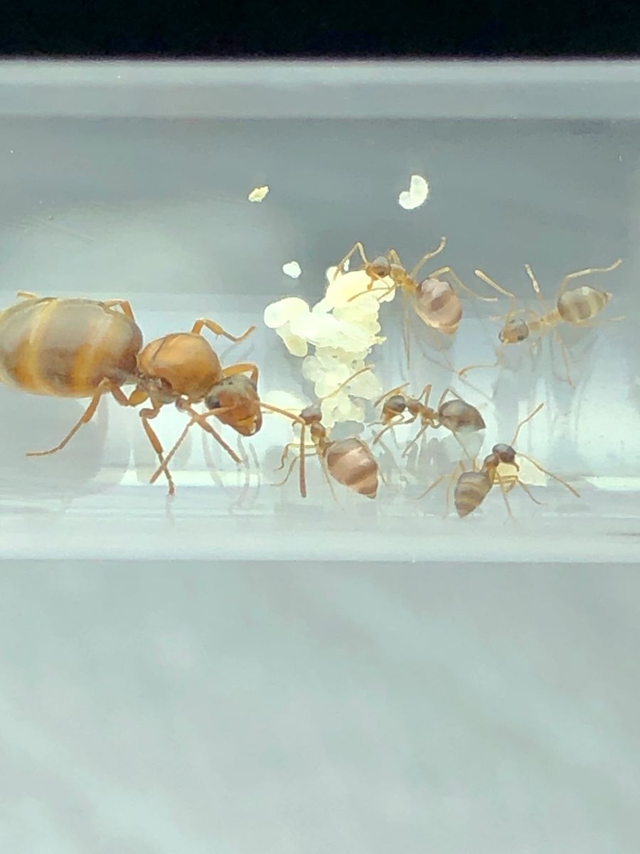 Young False Honey Pot Starter Ant Colony 510 Workers