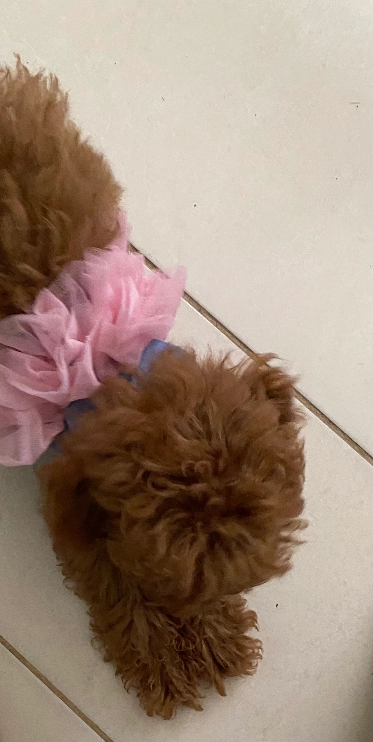 Imported Finds- Denim Tutu dog dress- size xs