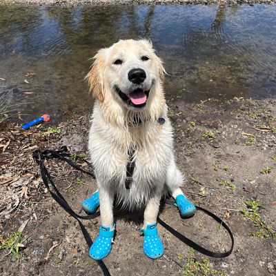 Wet golden retriever wearing blue booties by the water.