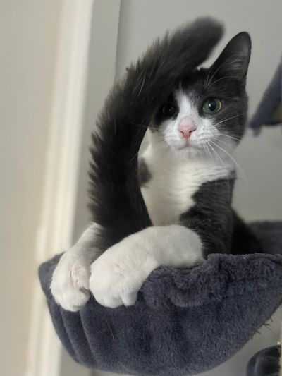 Black and white cat peeking behind its raised tail while resting in a cozy bed.