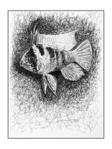 Ink drawing of a ram cichlid 