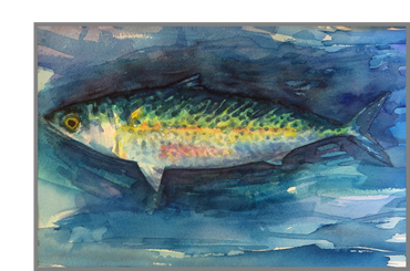 Colorful watercolor painting of a mackerel