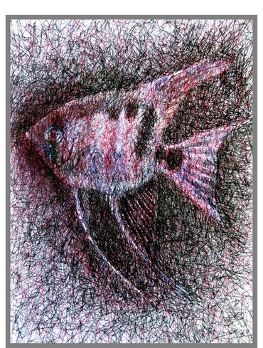  Pen and ink drawing of a leopoldi angelfish 