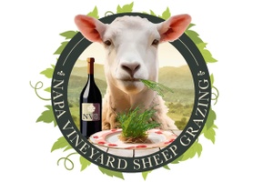 Napa Vineyard Sheep Grazers