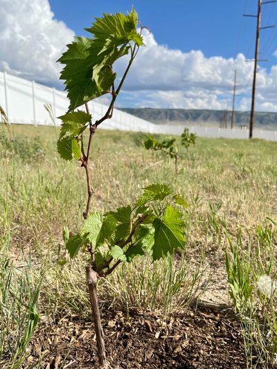 cold vine grapes in wyoming casper mountain in background