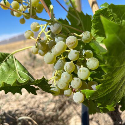 cold vine grapes in wyoming frontenac blanc