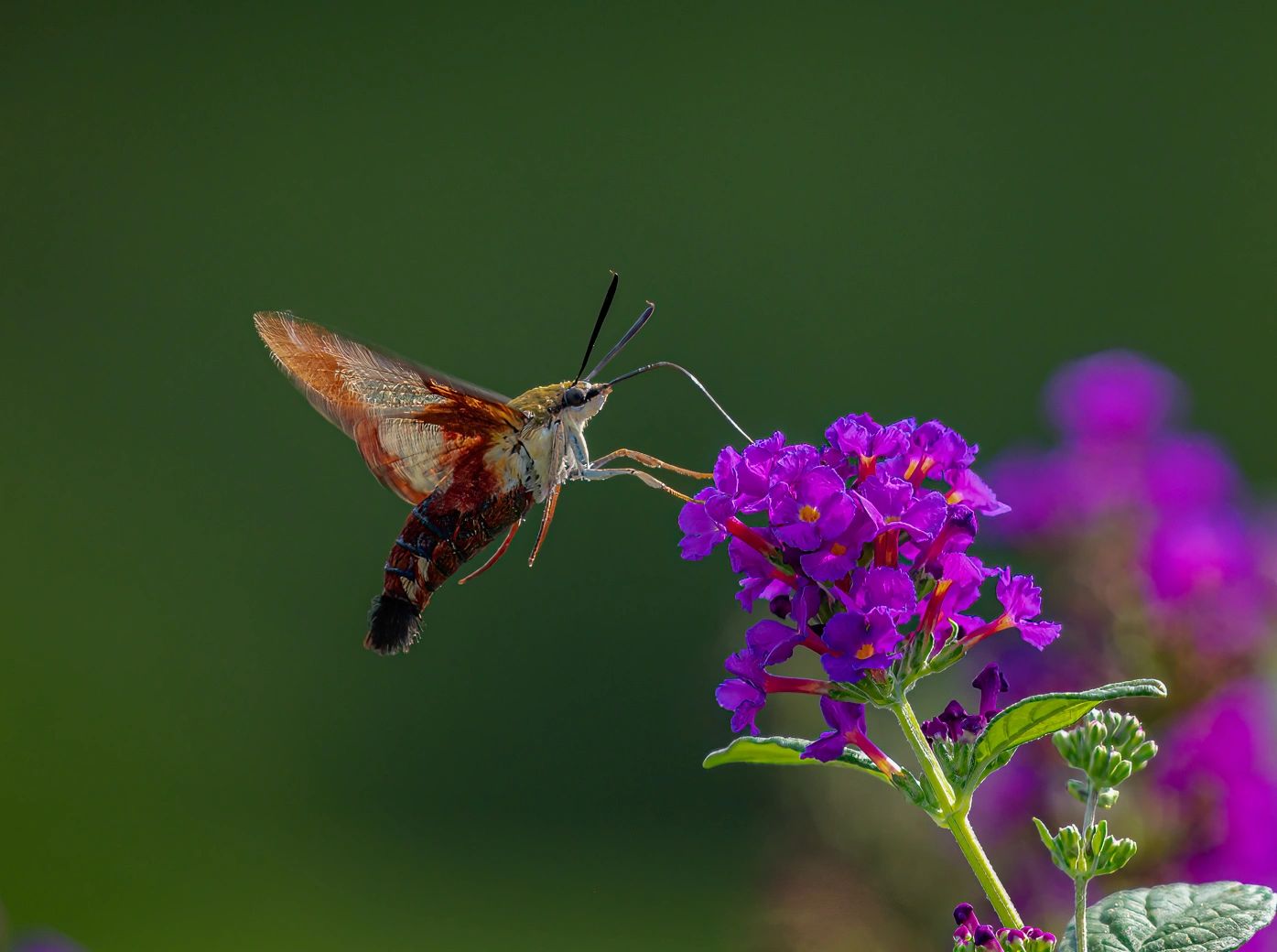 //img1.wsimg.com/isteam/ip/79e8427a-900d-4d39-a2b0-7cb86709265a/ClearwingMoth4352%20-%20Bob%20Legg.jpg/:/cr=t:0%25,l:0%25,w:100%25,h:100%25/rs=w:1300,h:800