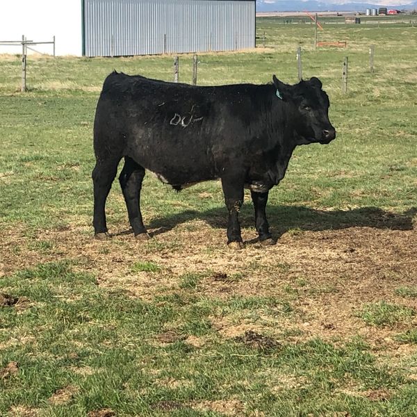 Alberta beef, side of beef, beef for sale, grain finished beef