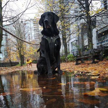Black Lab sitting in a puddle, with his reflection, surrounded by leaves