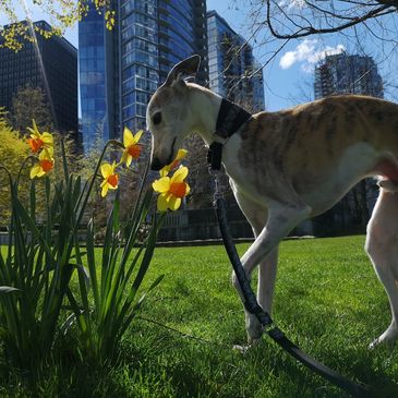 Whippet sniffing daffodils