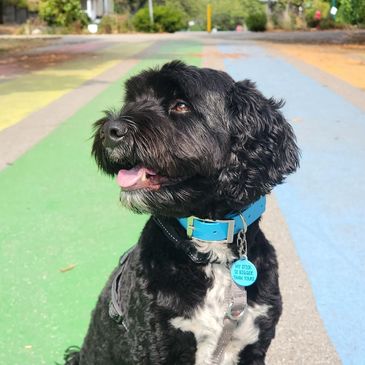 Black doodle sitting on a rainbow painted road