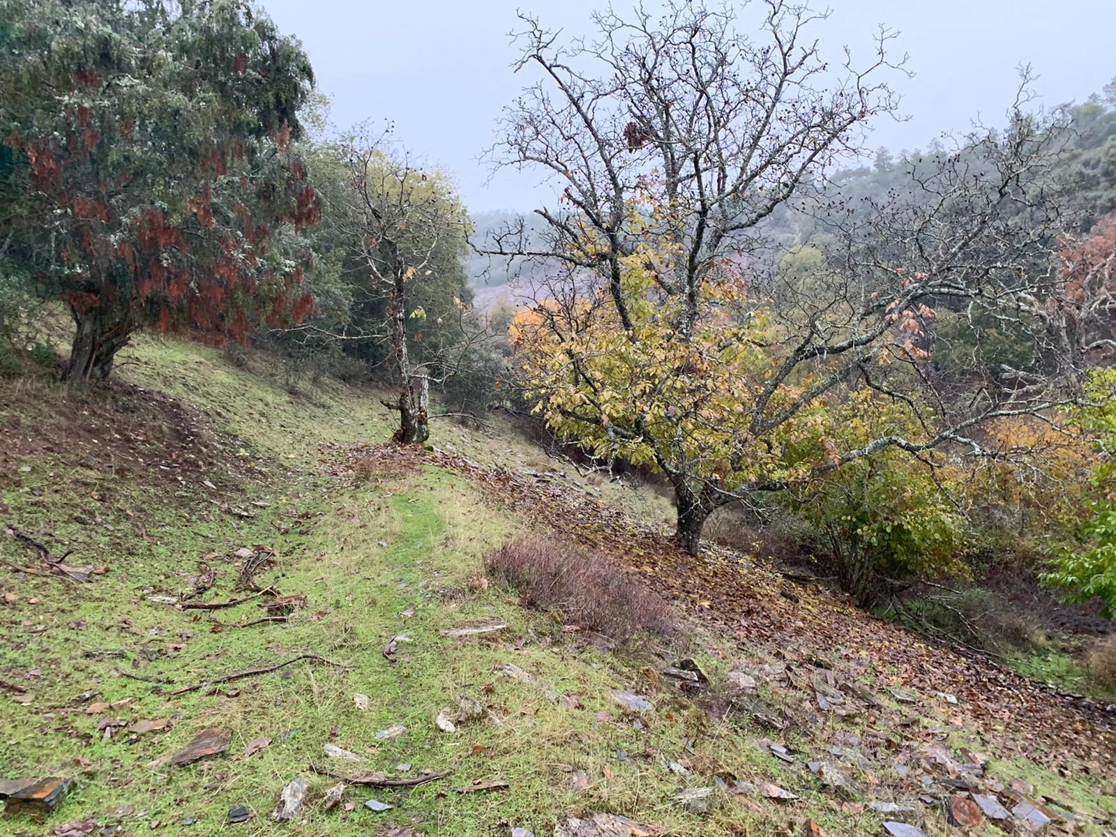 Castaños Vilches Jaén Ruta Castillos Senderismo deporte Cultura  íberos Pueblos Mágicos de España