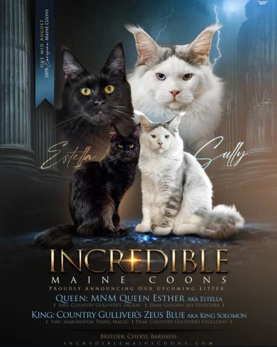 Four Maine Coon cats with dramatic lighting and stormy background.