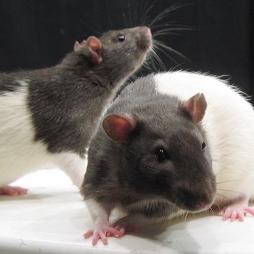 Two black and white rats on a white surface against a dark background.