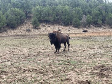 Buffalo in Zion National Park