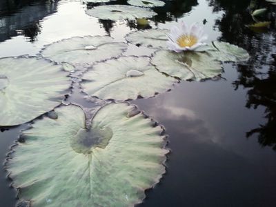 Lily pads