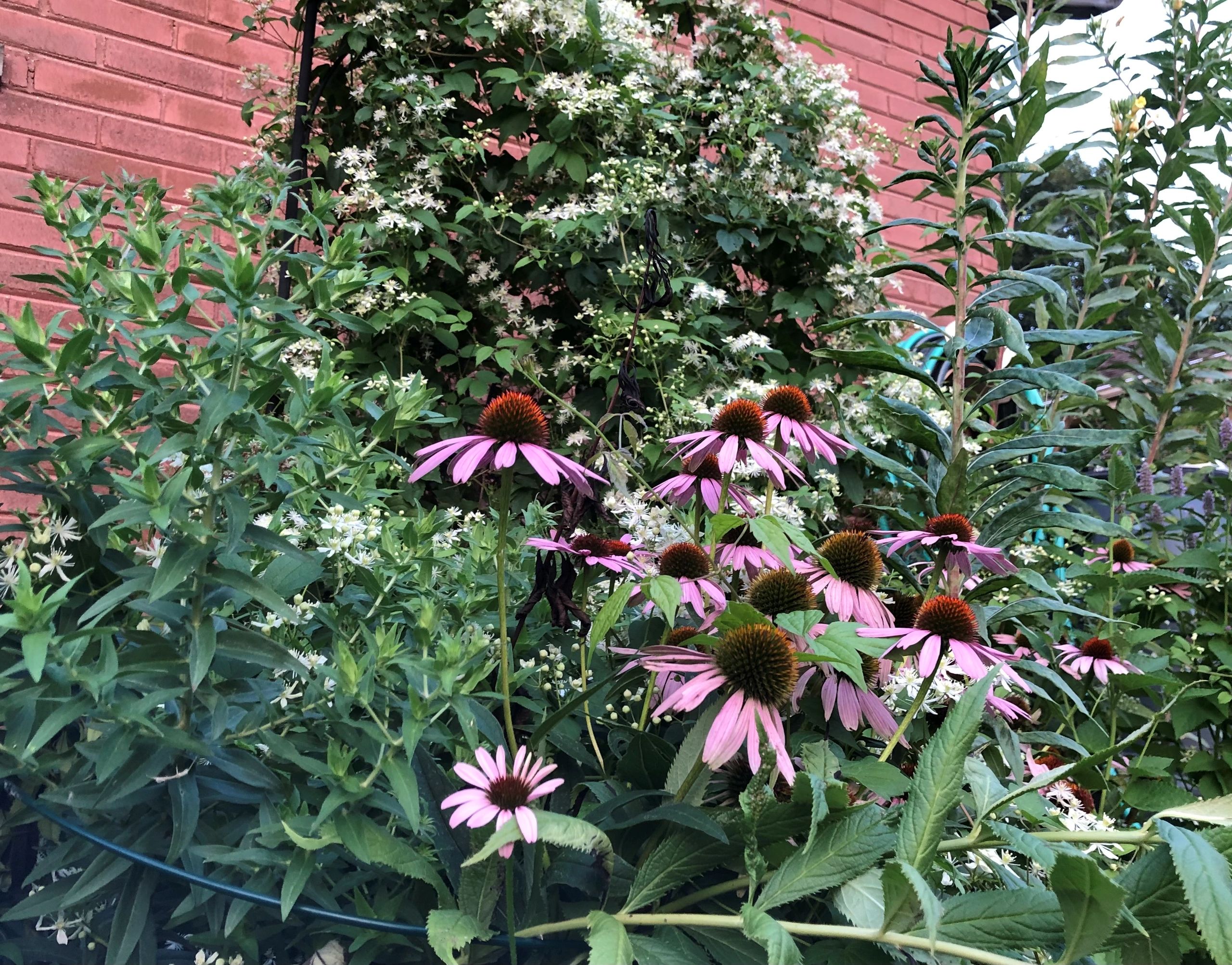 Prairie Patch