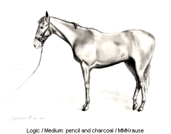 Bussard Horse (Logic) - pencil and charcoal