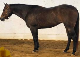 

 She is a proven show horse, earning  as well and 3 time Reichert champion or reserve champion! D