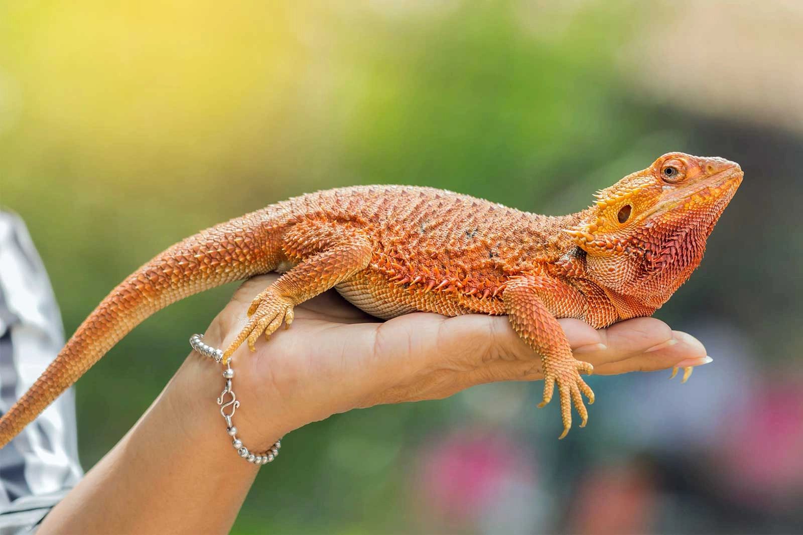 Mid-Atlantic Reptile Expo