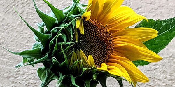Sunflower halfway in bloom