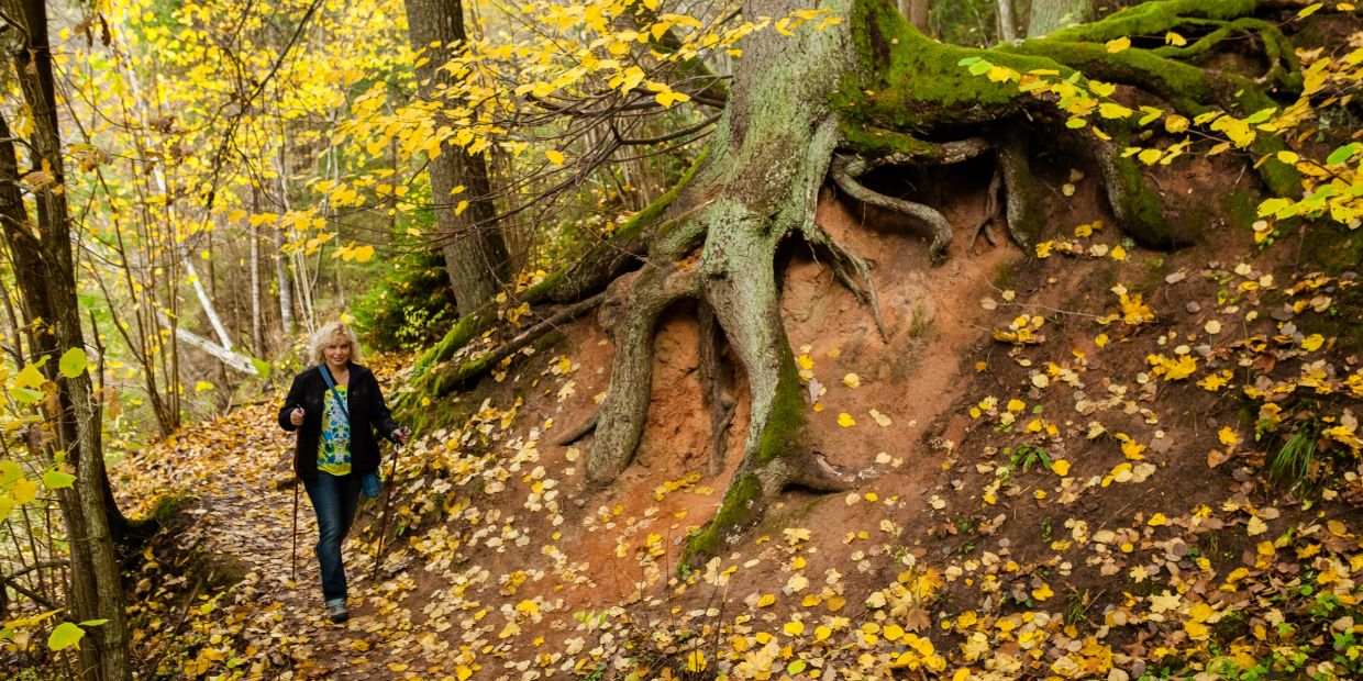 Woman hiking on a forest trail with autumn leaves and exposed tree roots.