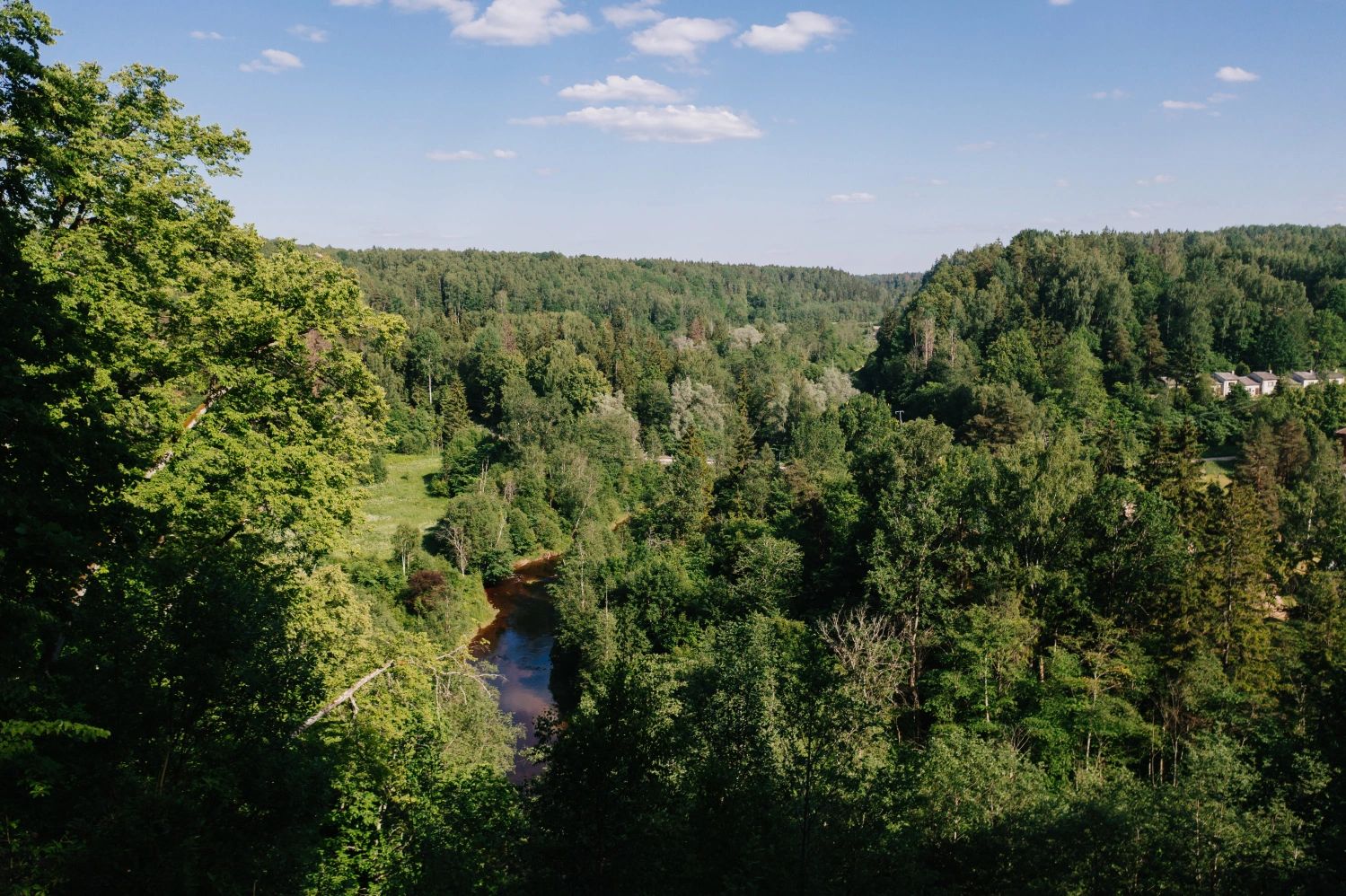 A lush green forest with a river flowing through it under a clear blue sky.