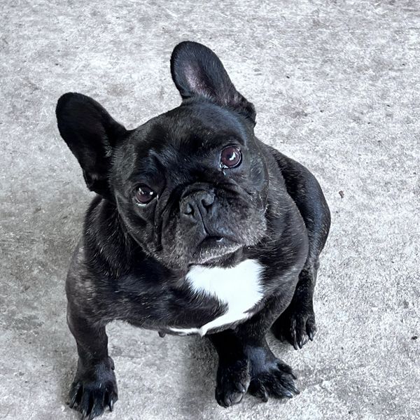 French bulldog 