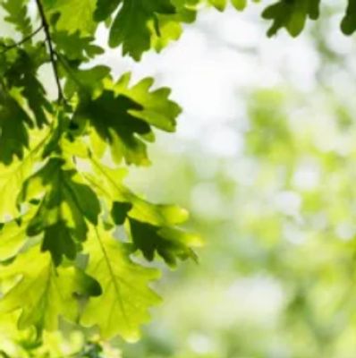Sunlit green oak leaves with a blurred background of greenery.