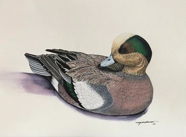 9x12
Widgeon Drake
Giclee Print 
$100