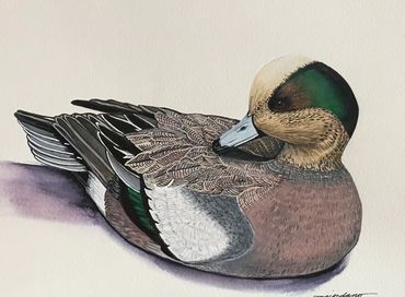 9x12
Widgeon Drake
Giclee Print 
$50