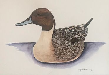 9x12
Northern Pintail Drake
Giclee Print
$100