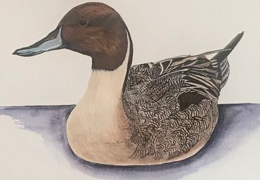 9x12
Northern Pintail Drake
Giclee Print
$50