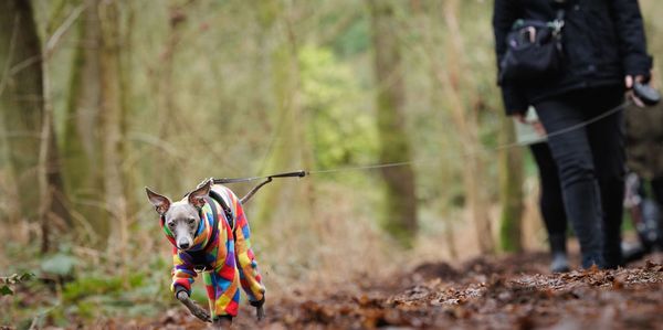 Italian greyhound in a colourful coat.