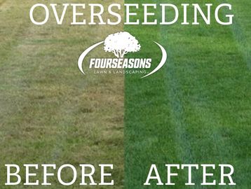 Before and after overseeding showing healthier lawn.