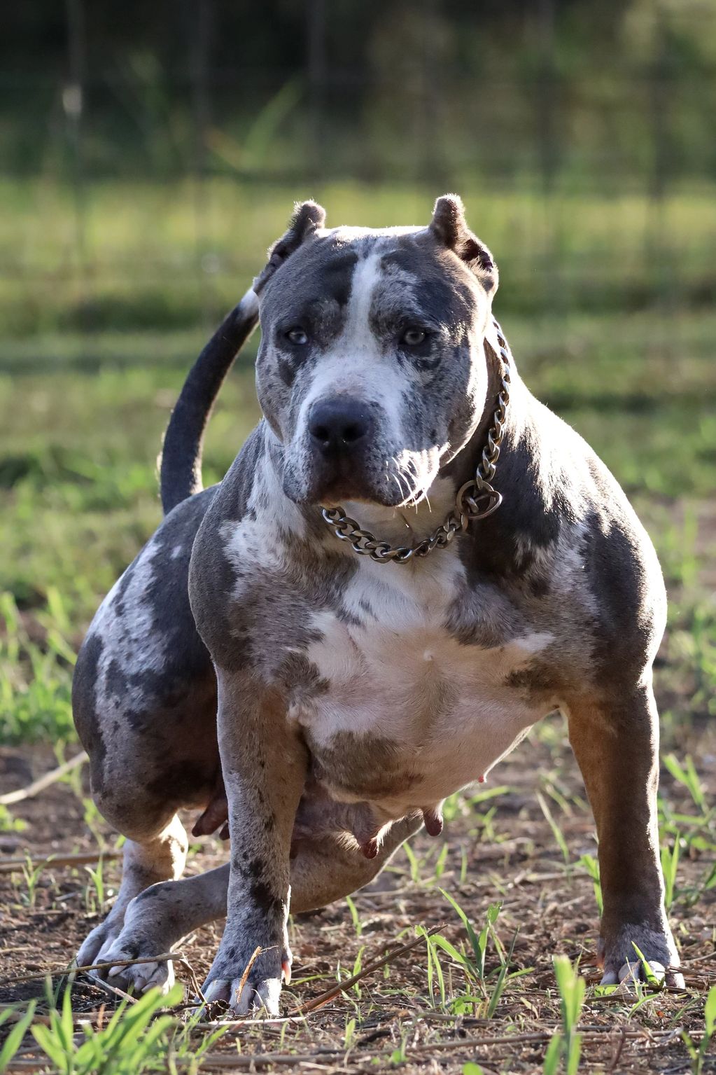 Calypso is the epitome of the "XL Bully" for many. A fierce, lion like "wow" factor dog. 