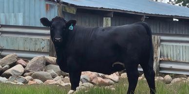 Moser farms fat heifer 